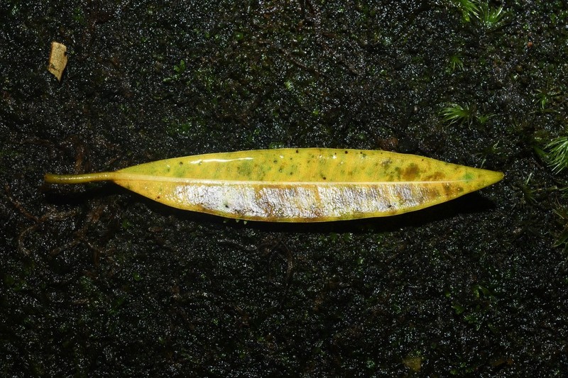 Ficus schumacheri photo 2