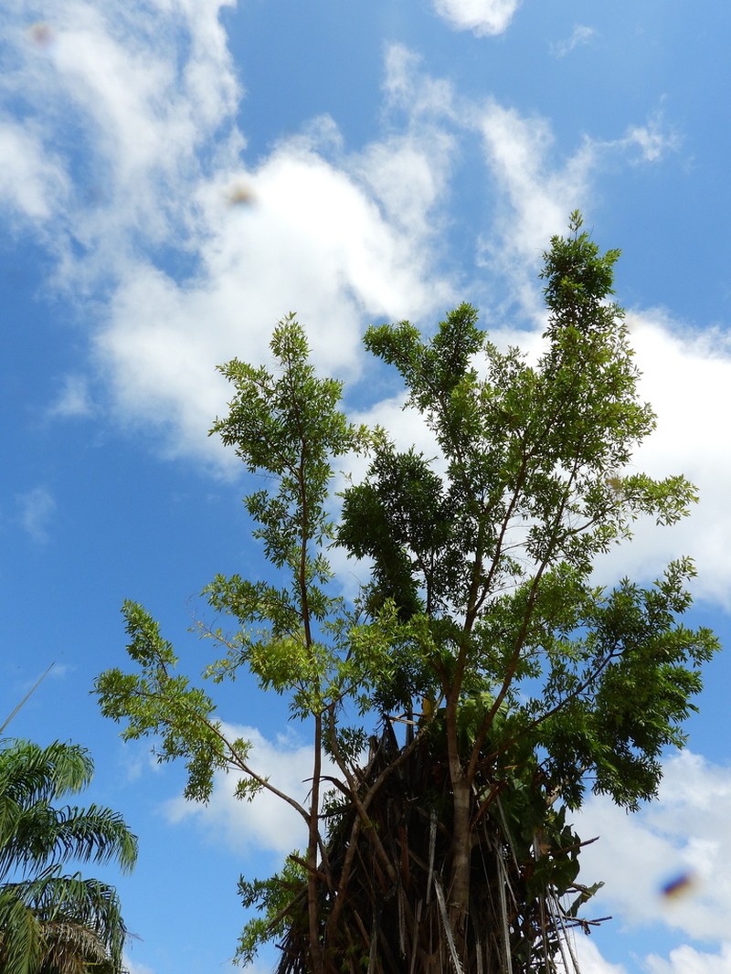Ficus schumacheri photo 3