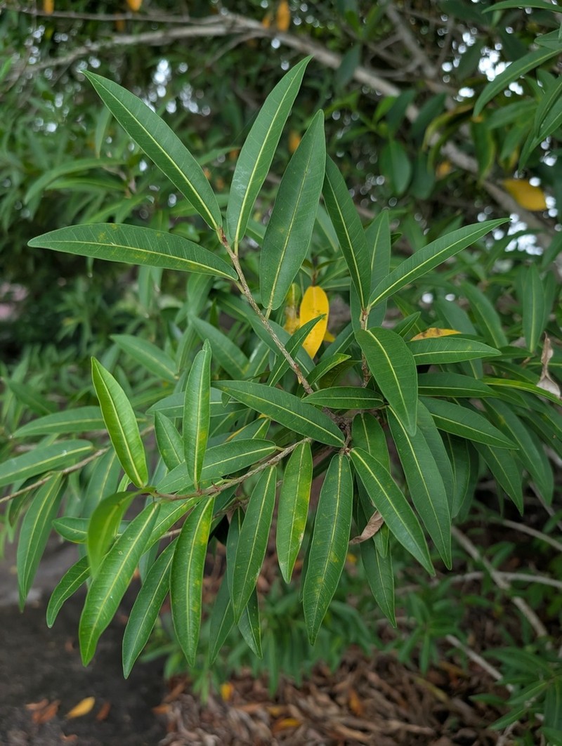 Ficus schumacheri photo 4