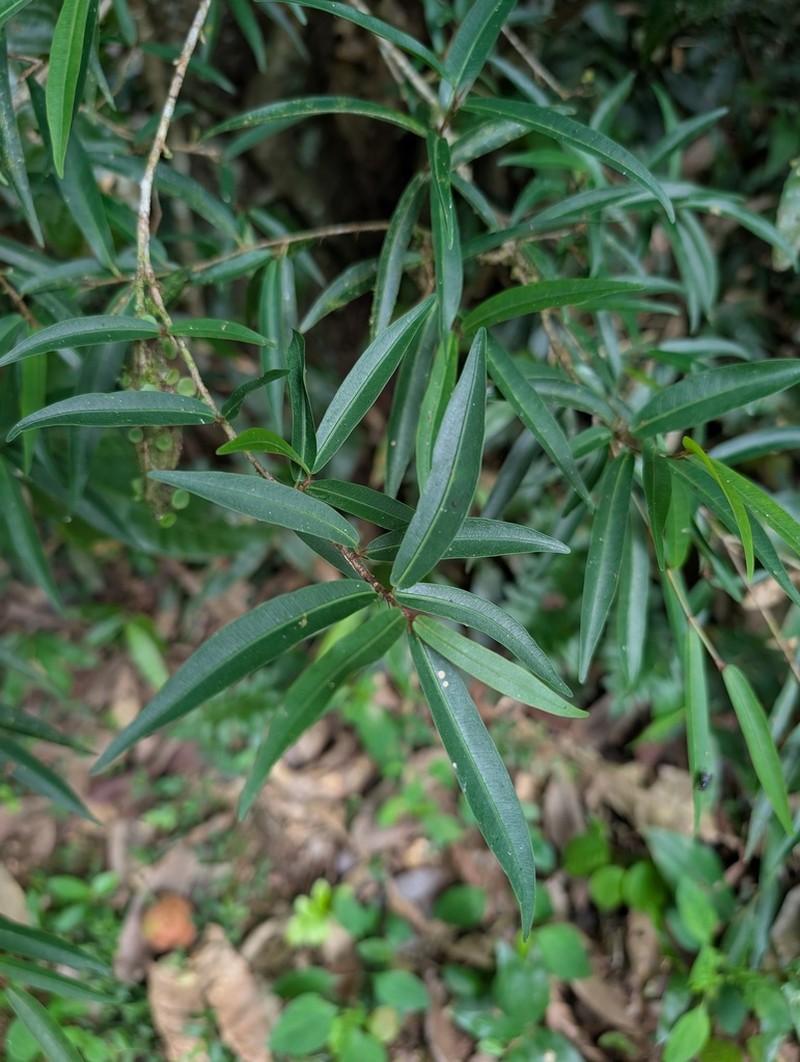 Ficus schumacheri photo 5