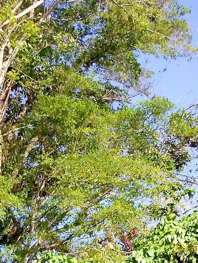 Ficus schumacheri photo 6