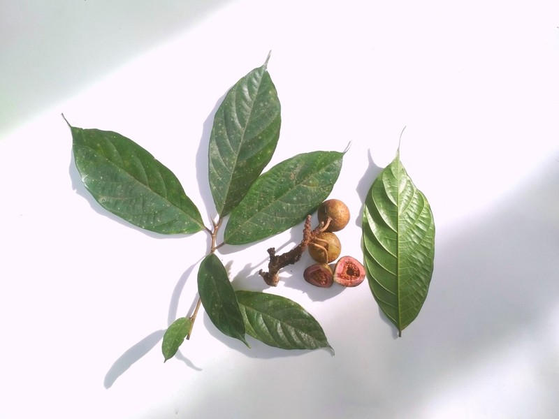 Ficus schwarzii photo 2