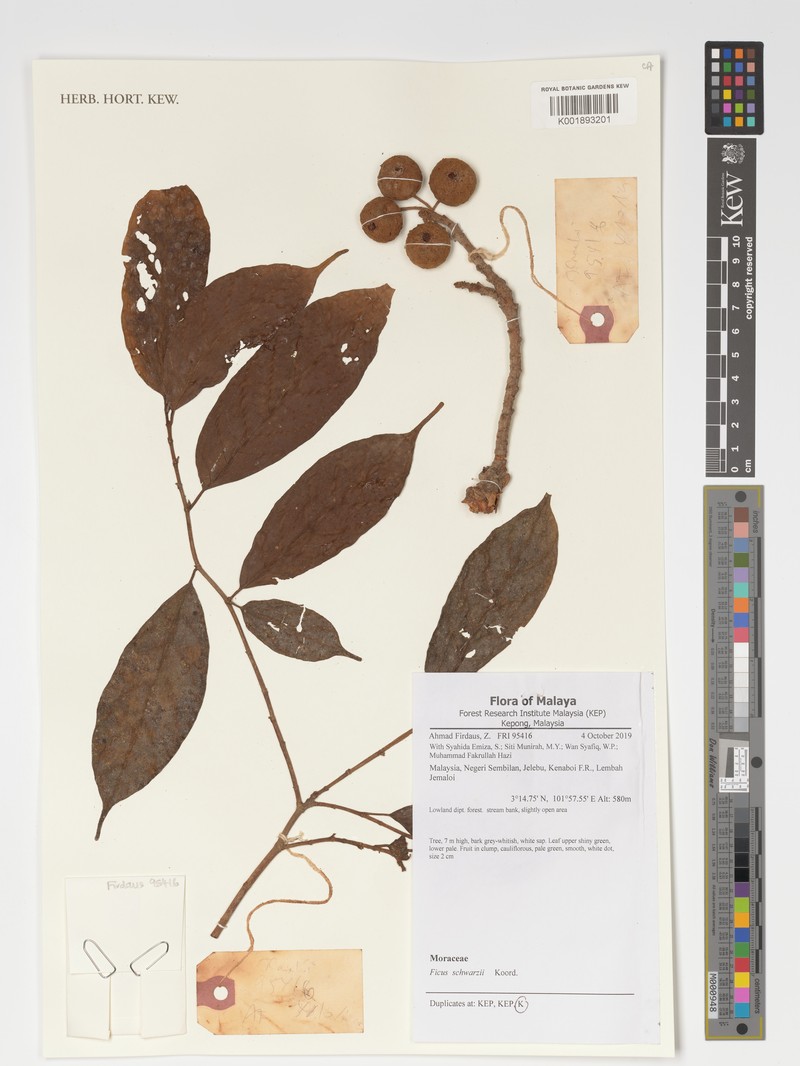Ficus schwarzii photo 3