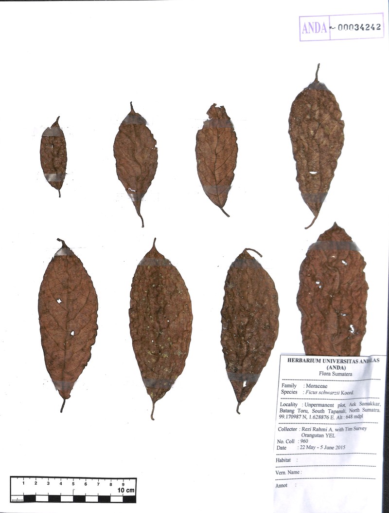 Ficus schwarzii photo 5