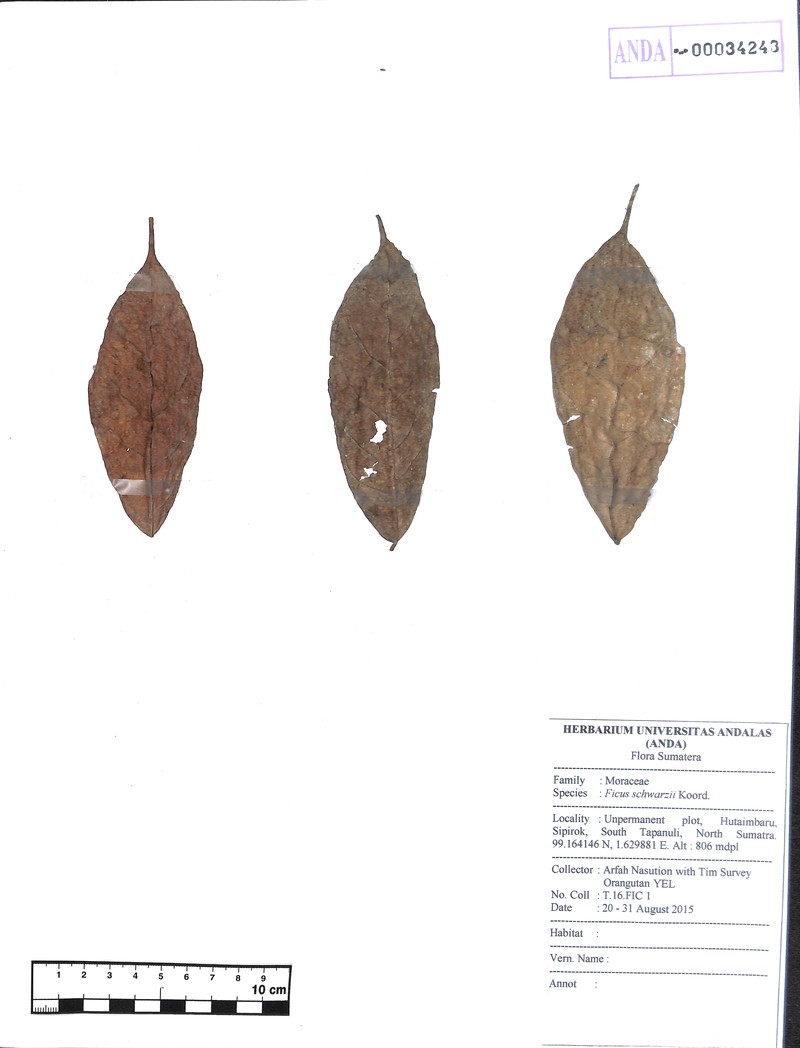 Ficus schwarzii photo 6
