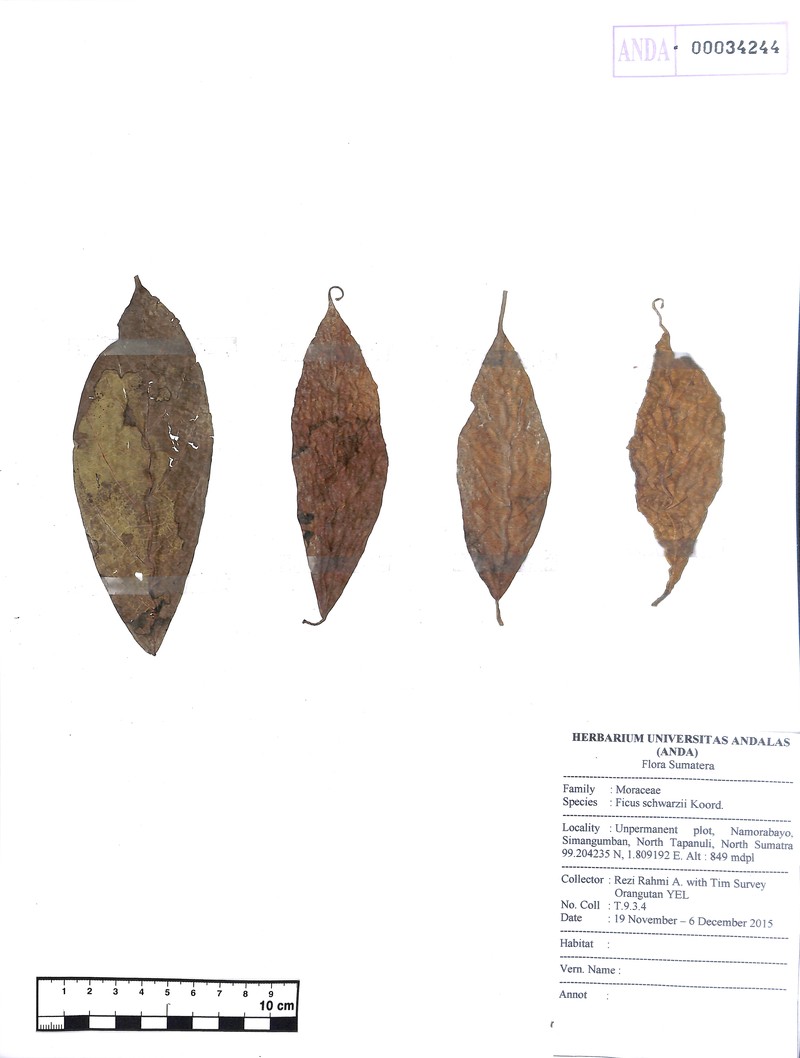 Ficus schwarzii photo 7