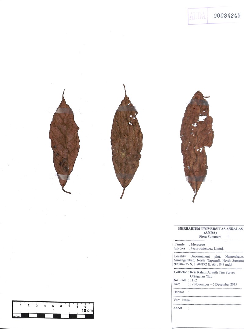 Ficus schwarzii photo 8