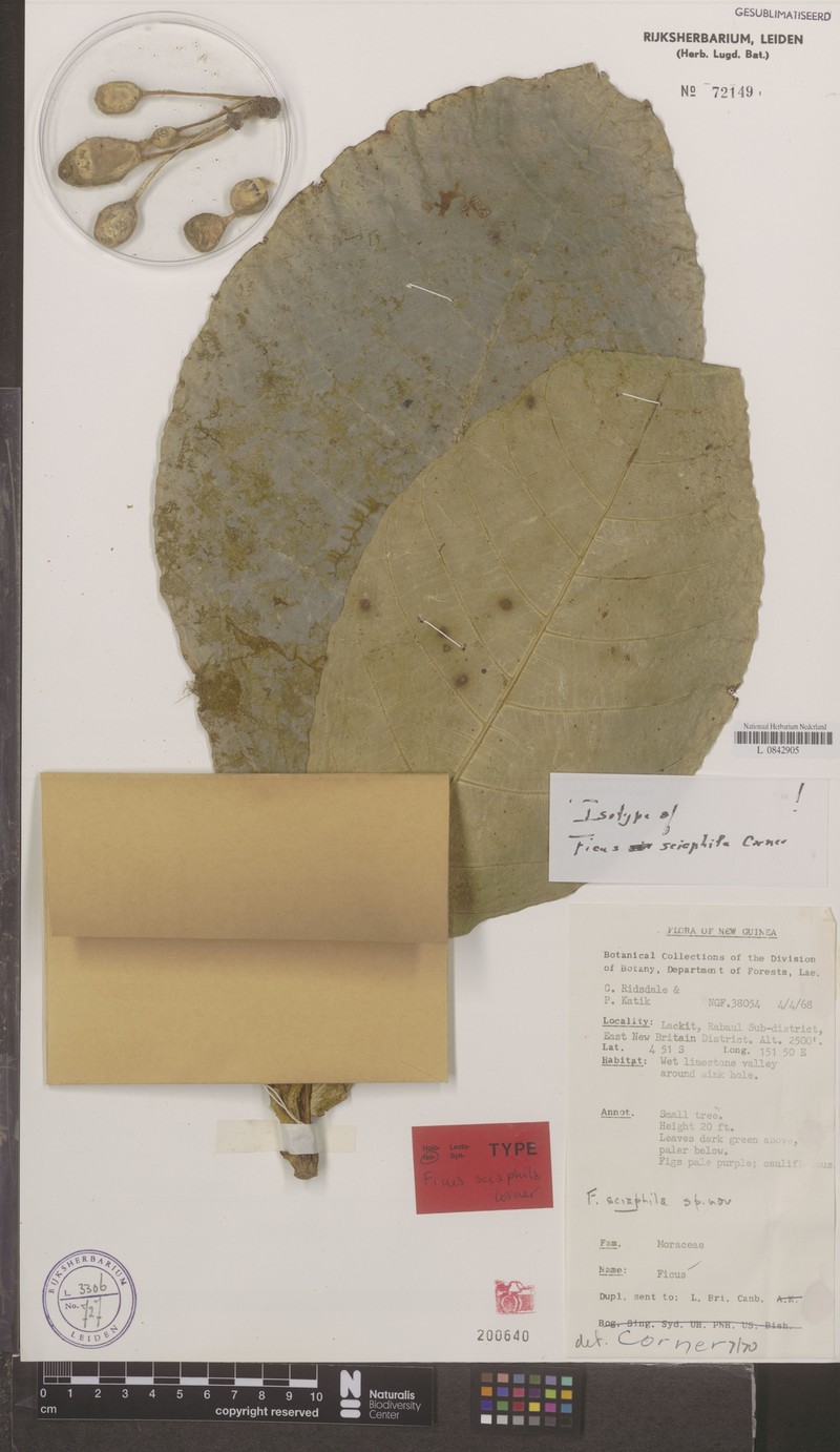 Ficus sciaphila photo 2