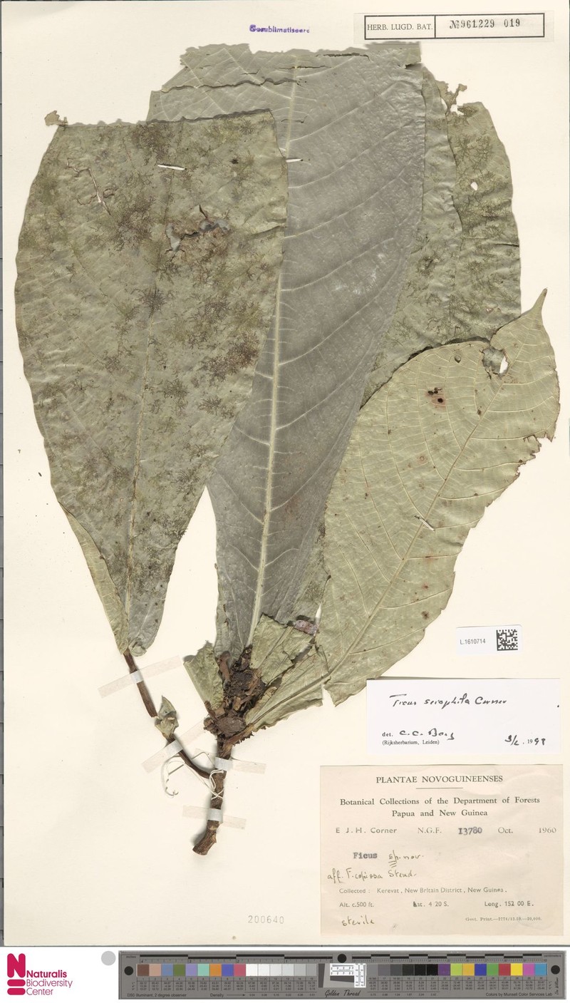 Ficus sciaphila photo 3