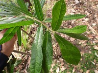 Ficus scobina