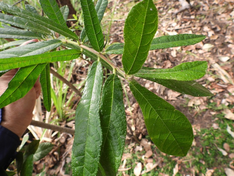 Ficus scobina