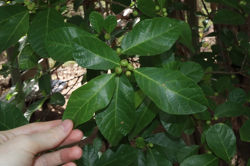 Ficus scobina photo 2