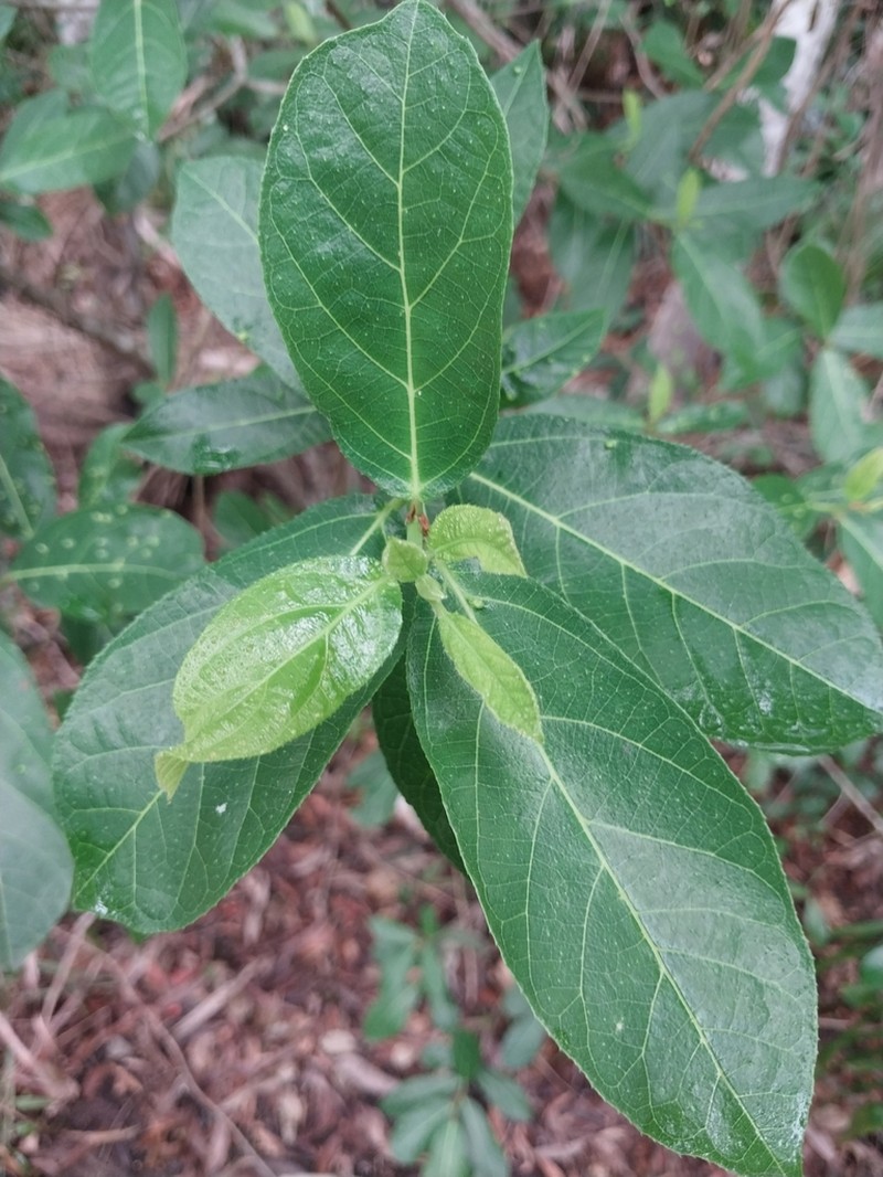 Ficus scobina photo 4