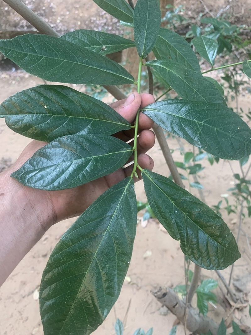 Ficus scobina photo 5