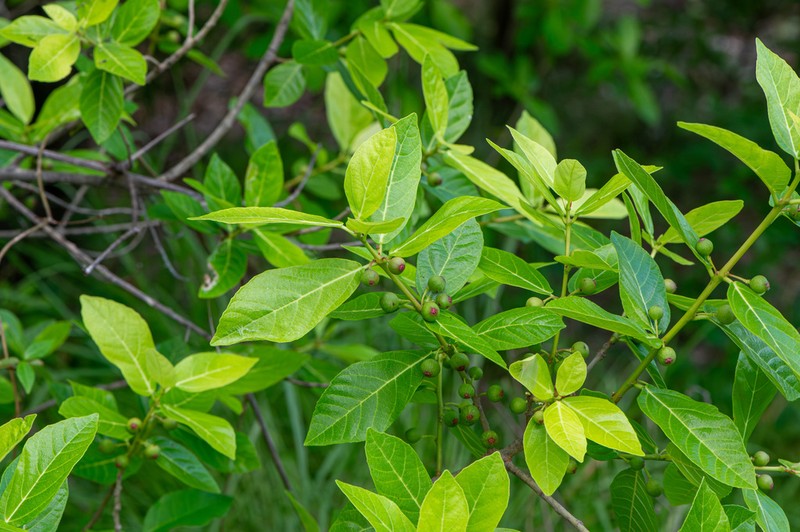 Ficus scobina photo 6