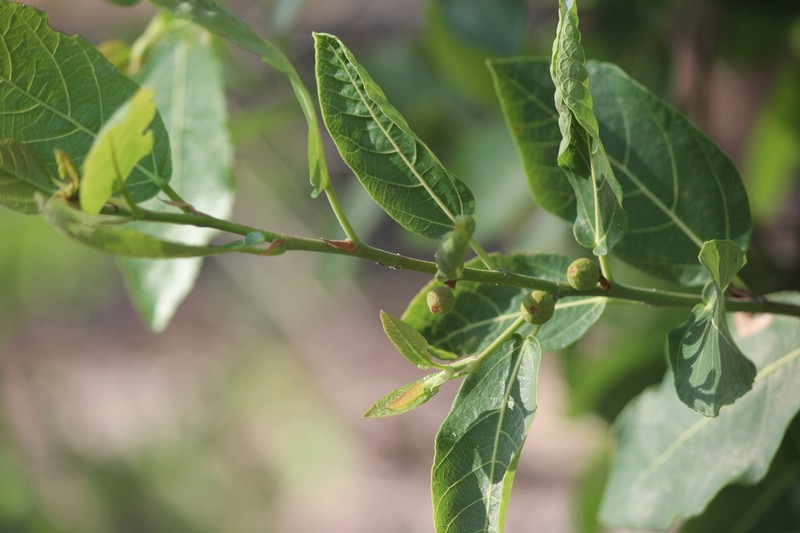 Ficus scobina photo 7