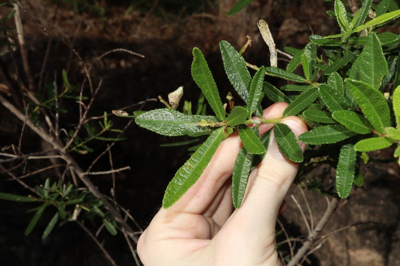 Ficus scobina photo 8