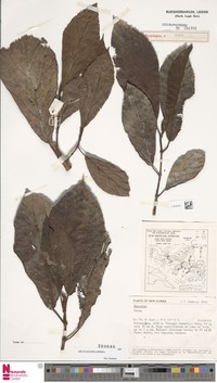 Ficus scopulifera