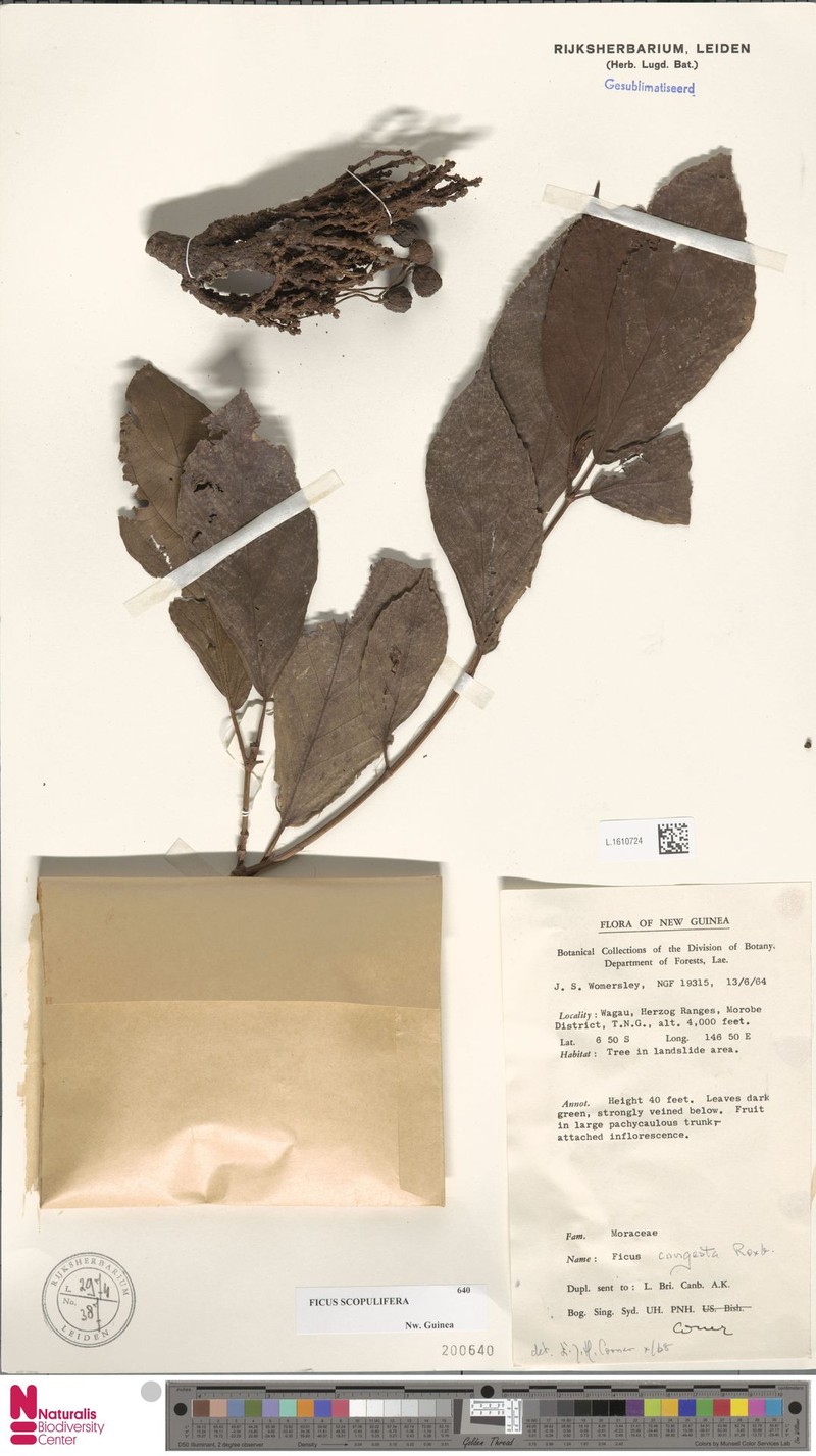 Ficus scopulifera photo 2
