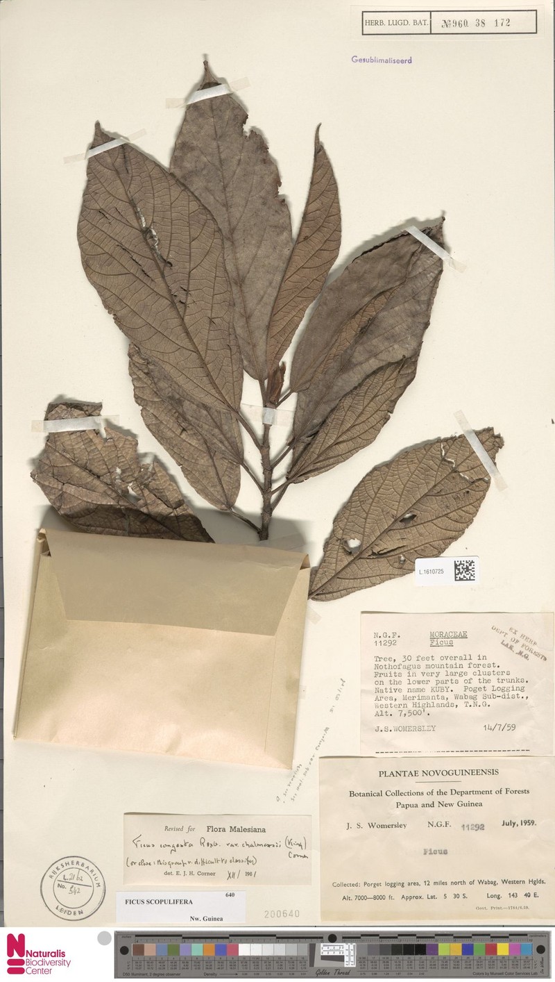 Ficus scopulifera photo 3