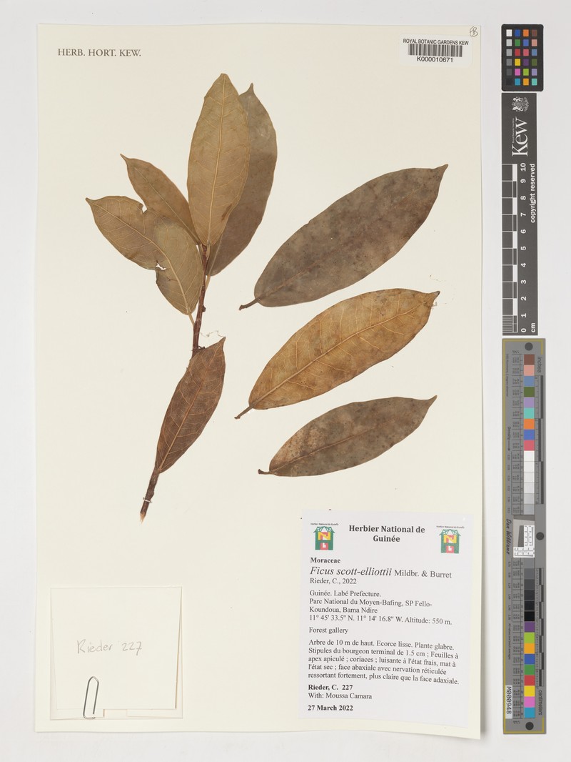 Ficus scott-elliottii