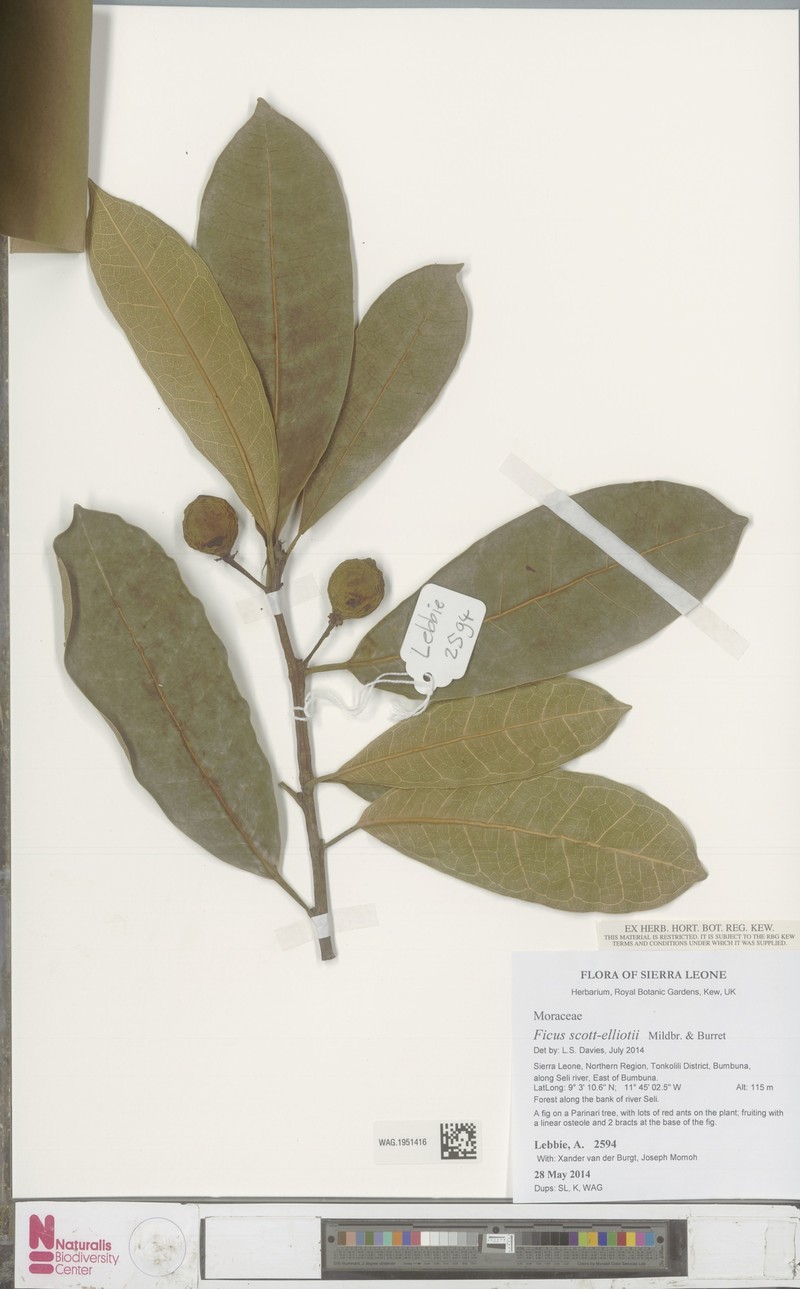 Ficus scott-elliottii photo 2