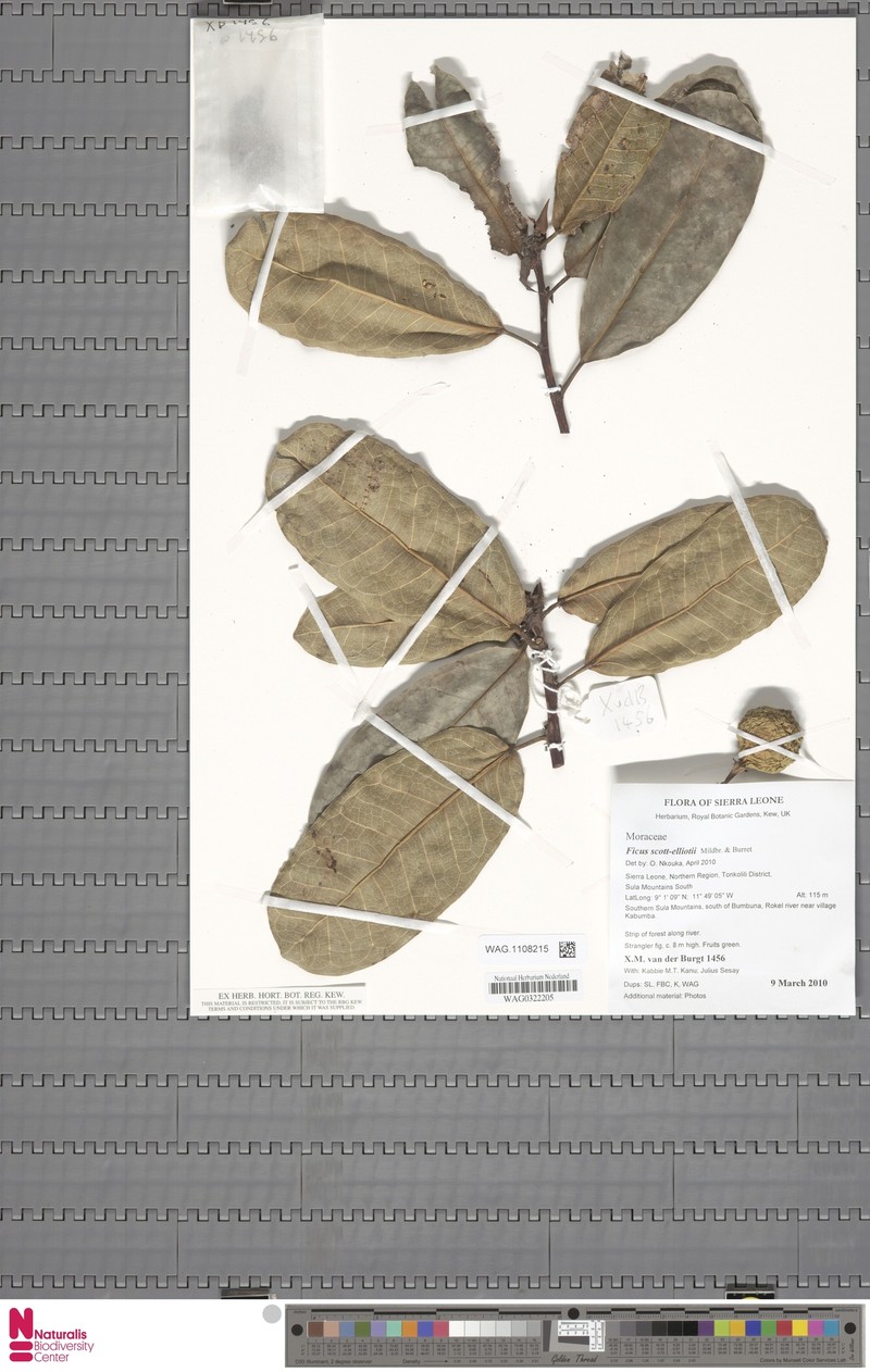 Ficus scott-elliottii photo 3