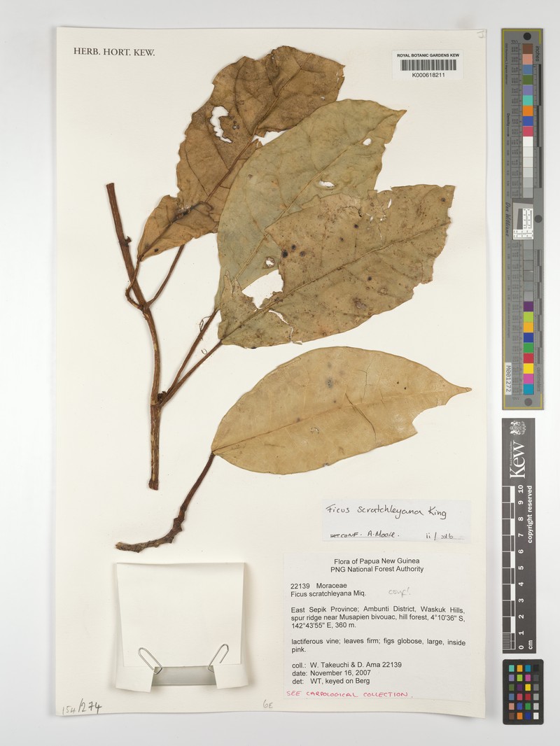 Ficus scratchleyana