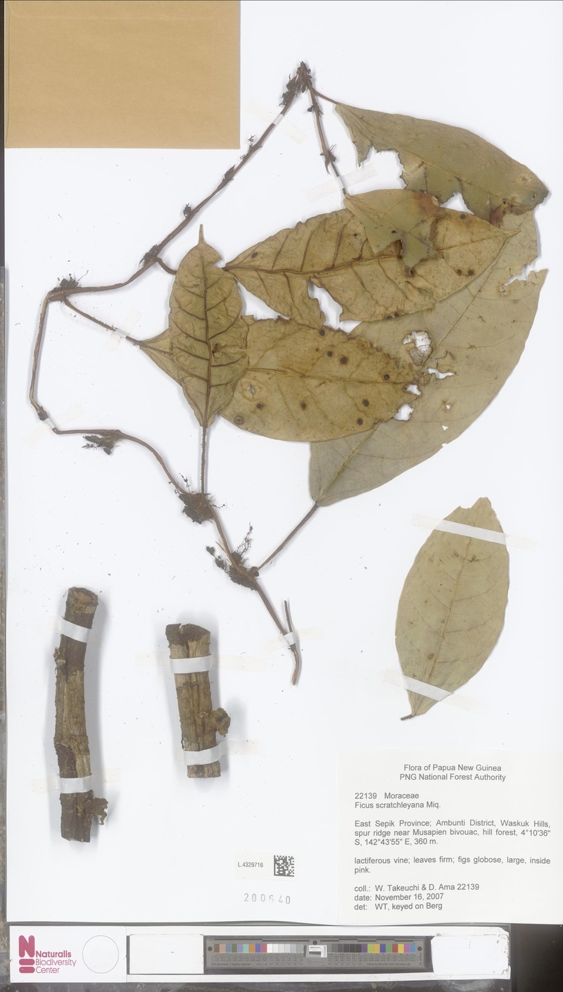 Ficus scratchleyana photo 2