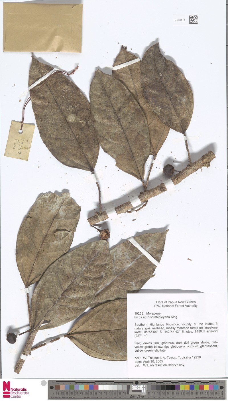 Ficus scratchleyana photo 3