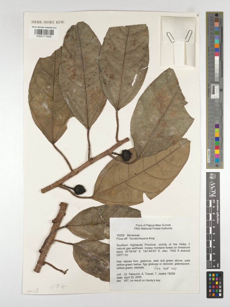 Ficus scratchleyana photo 4