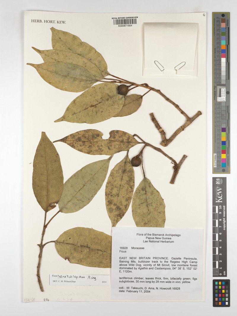 Ficus scratchleyana photo 5
