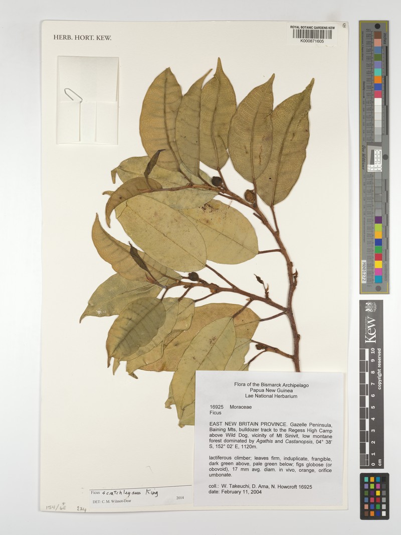Ficus scratchleyana photo 6