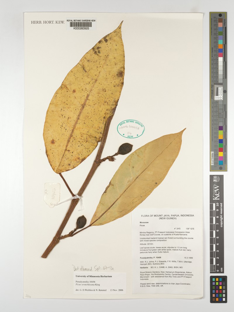Ficus scratchleyana photo 7