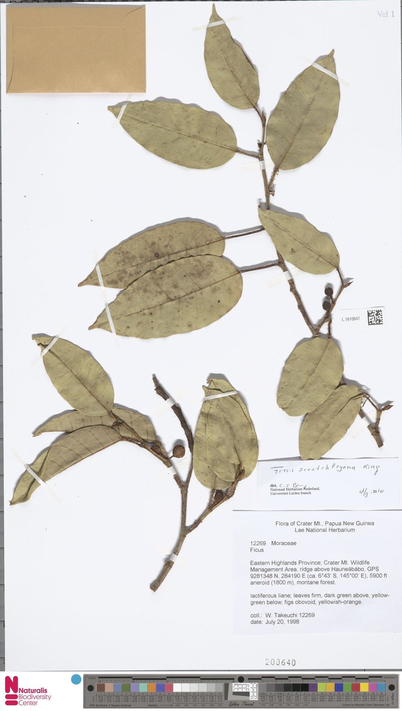 Ficus scratchleyana photo 8