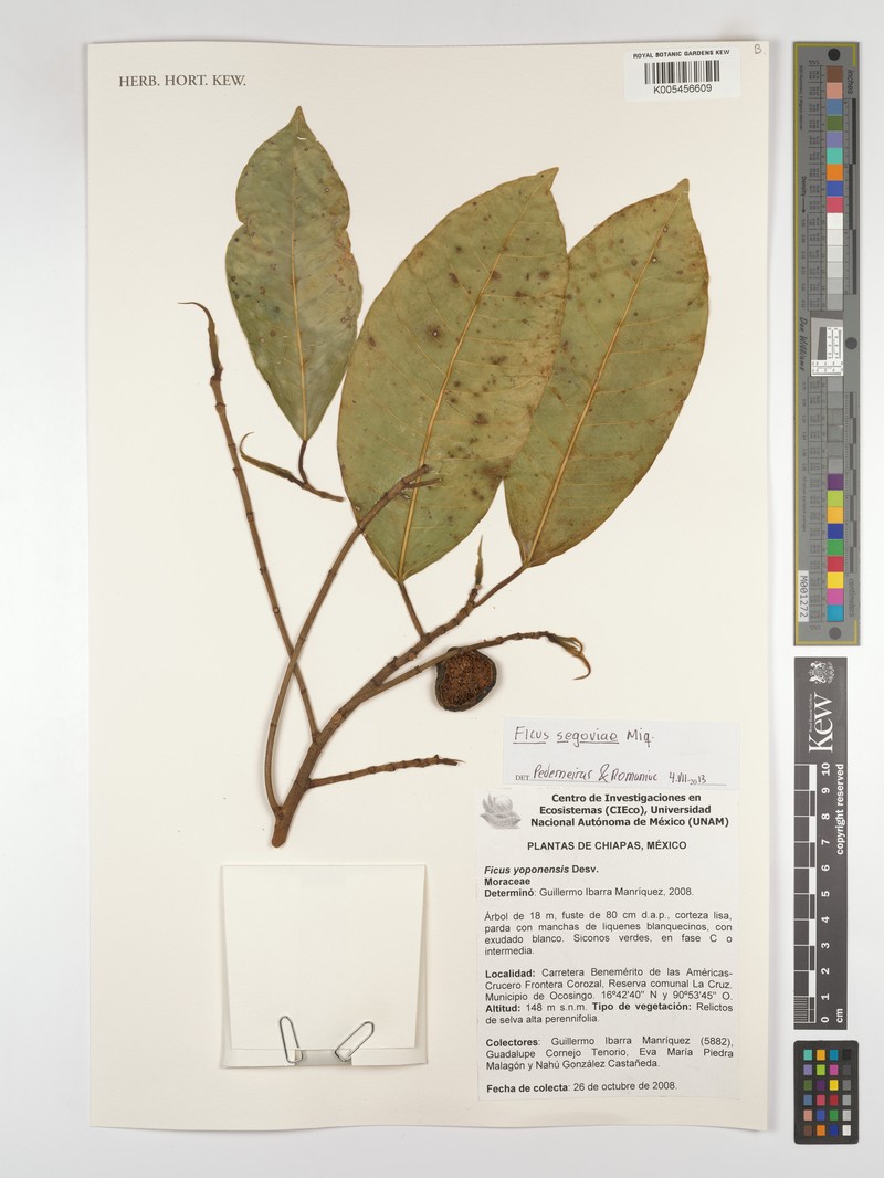 Ficus segoviae