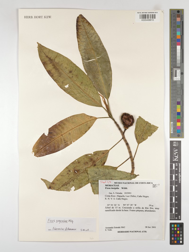 Ficus segoviae photo 2