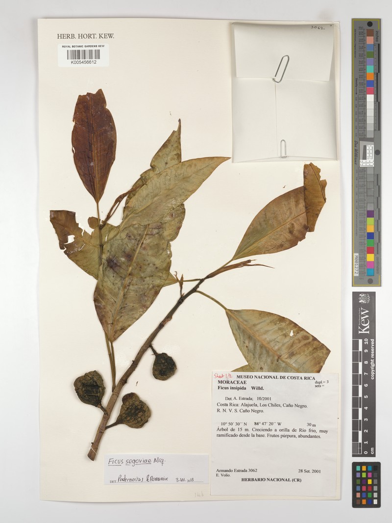 Ficus segoviae photo 3