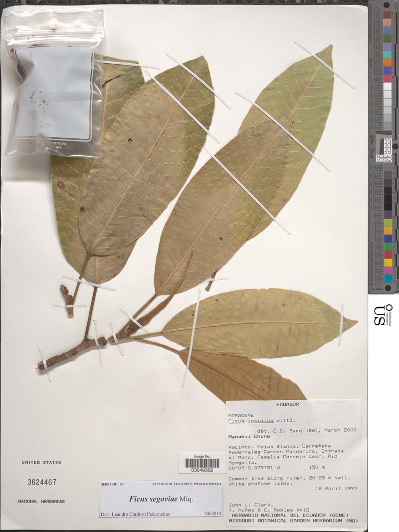 Ficus segoviae photo 4