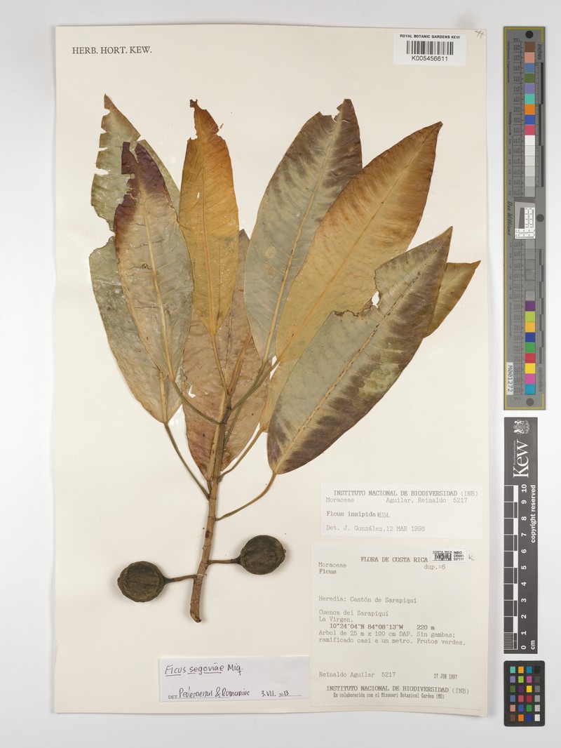 Ficus segoviae photo 5