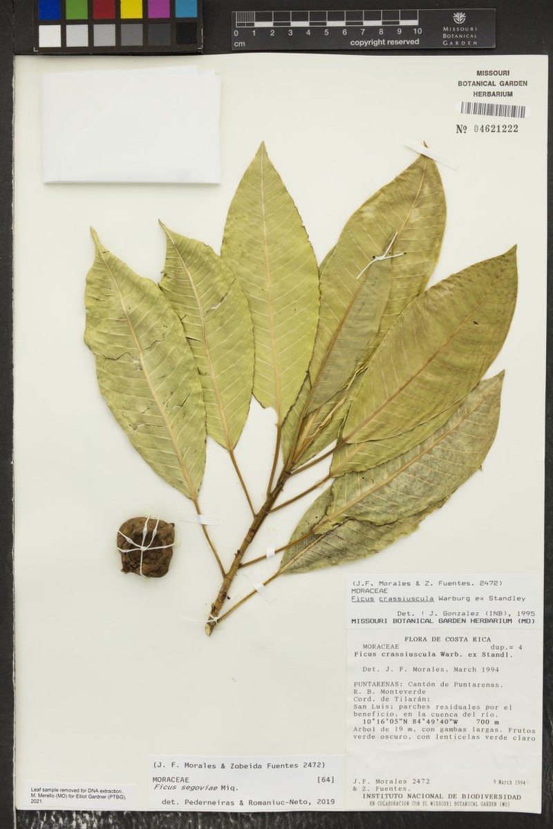 Ficus segoviae photo 6