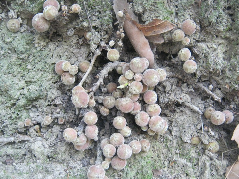 Ficus semicordata photo 2