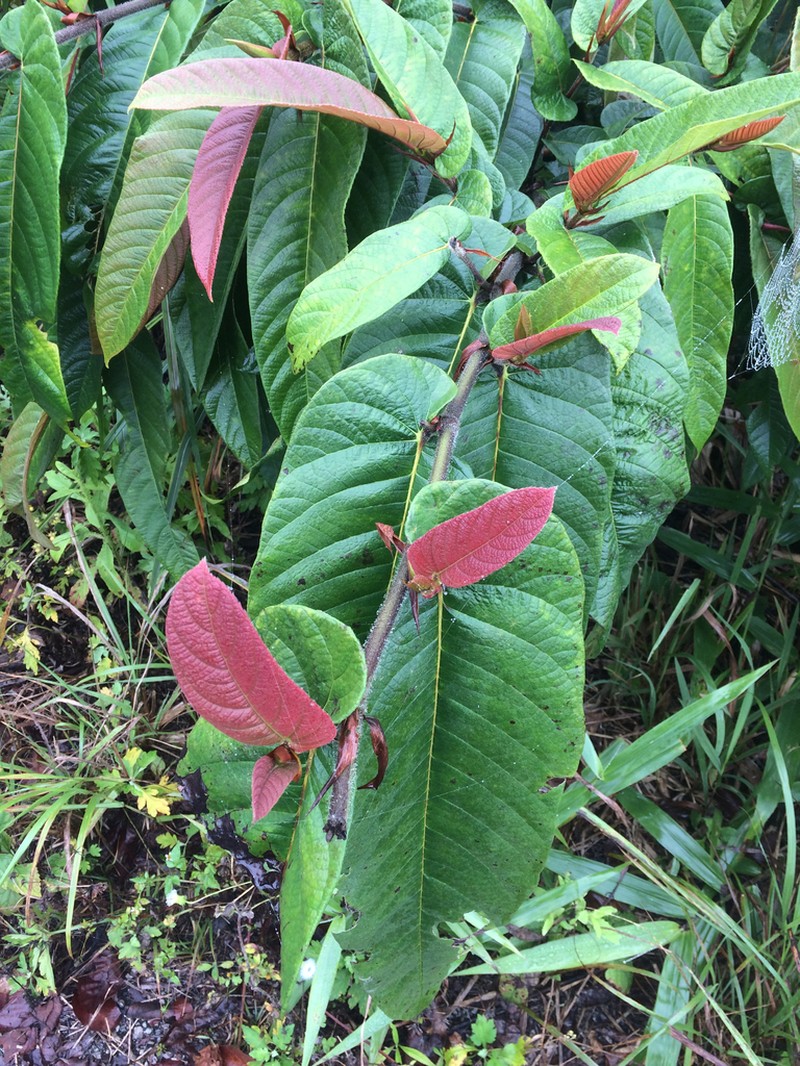 Ficus semicordata photo 3