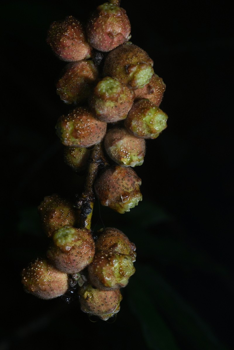 Ficus semicordata photo 4