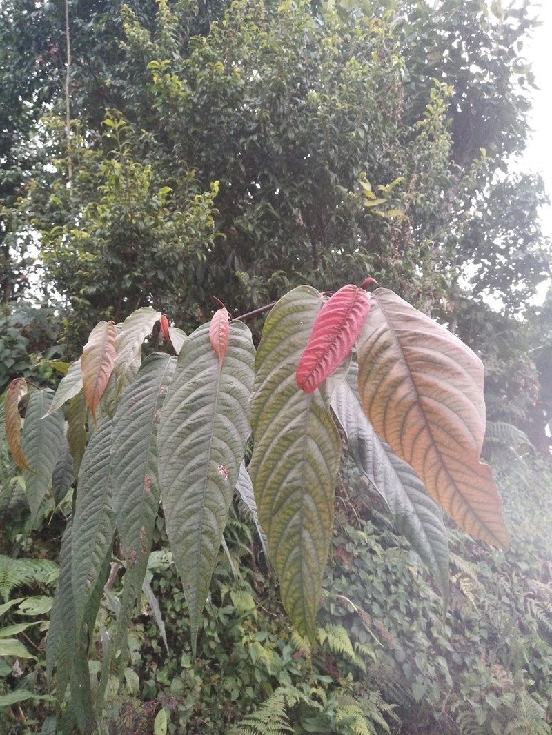 Ficus semicordata photo 5