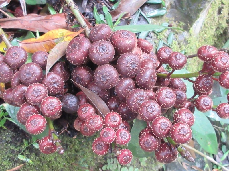 Ficus semicordata photo 6