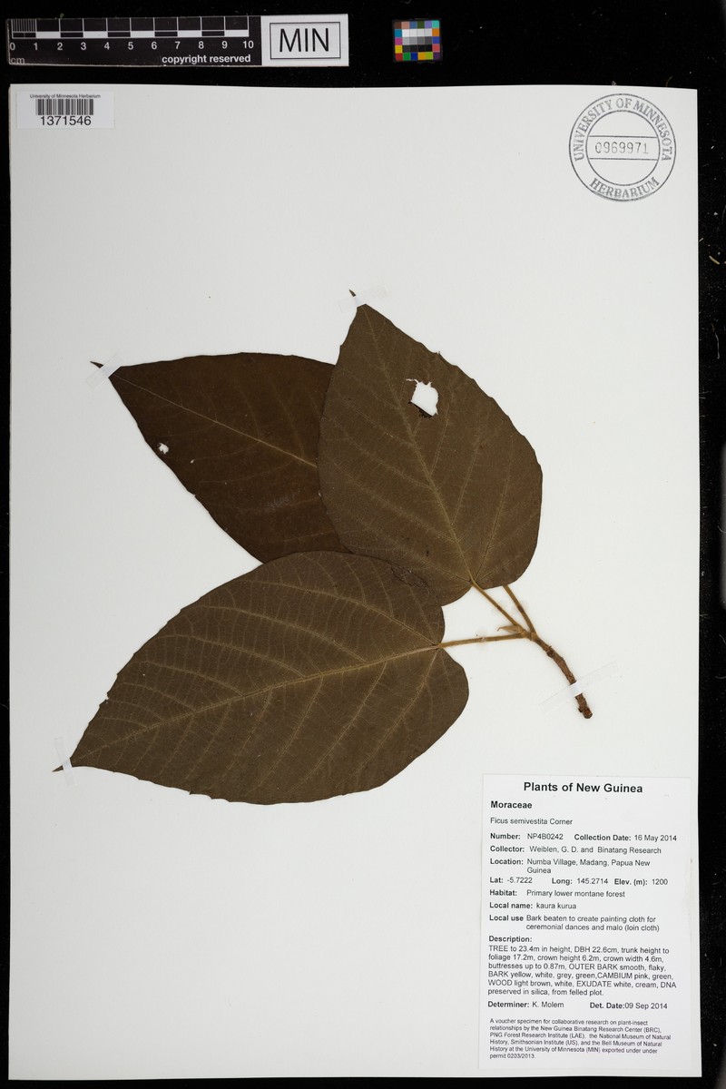 Ficus semivestita