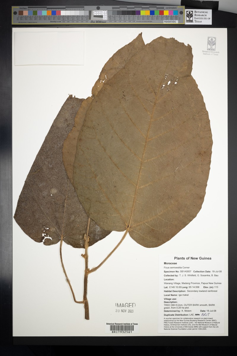 Ficus semivestita photo 2
