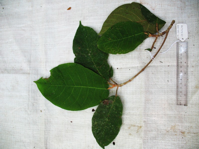Ficus semivestita photo 3