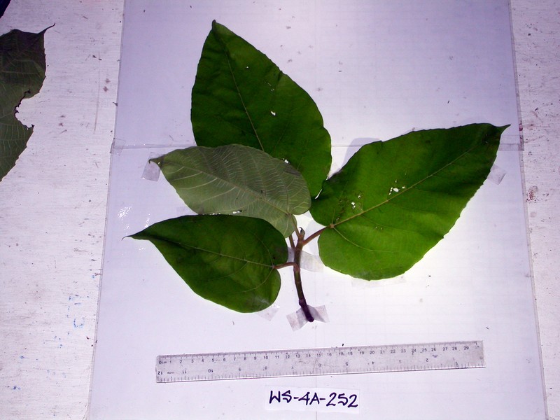 Ficus semivestita photo 4